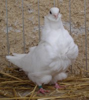 /album/fotogaleria/pb070045-jpg/