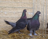 /album/fotogaleria/pb070048-jpg/