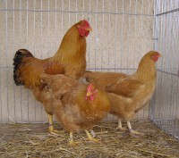 /album/fotogaleria/pb070062-jpg/