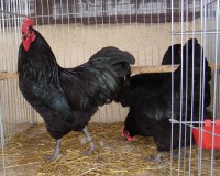 /album/fotogaleria/pb070065-jpg/