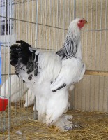 /album/fotogaleria/pb070069-jpg/