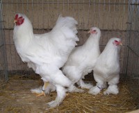 /album/fotogaleria/pb070072-jpg/