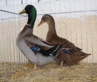 /album/fotogaleria/pb070073-jpg/