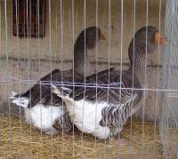 /album/fotogaleria/pb070075-jpg/