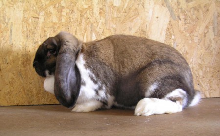 0,1 FB madagaskarový str.95,5b ČC Slavomír Onderišin