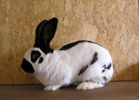 1,0 NoS 95b - Slavomír Sopko