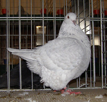 Mondén - Jozef Boda