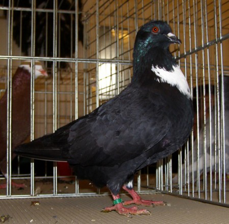 Košoa čierny - Fraqntišek Heszely