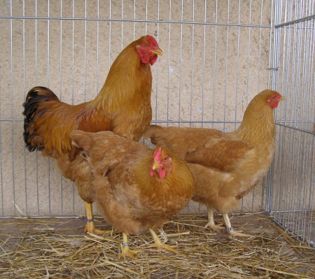 Oravka - Milan Mičko