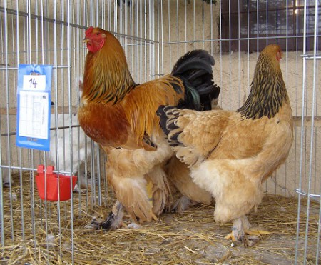 Brahmanky ž. - MVDr. Jozef Tirpák